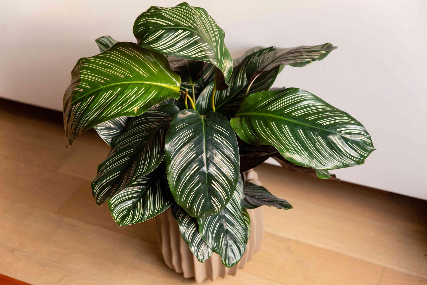 Calathea Ornata - View 3 from www redcrocus com