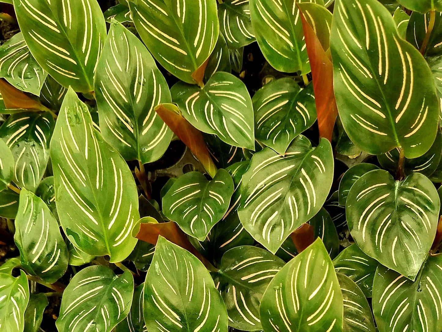 Calathea Ornata - View 4 from www redcrocus com