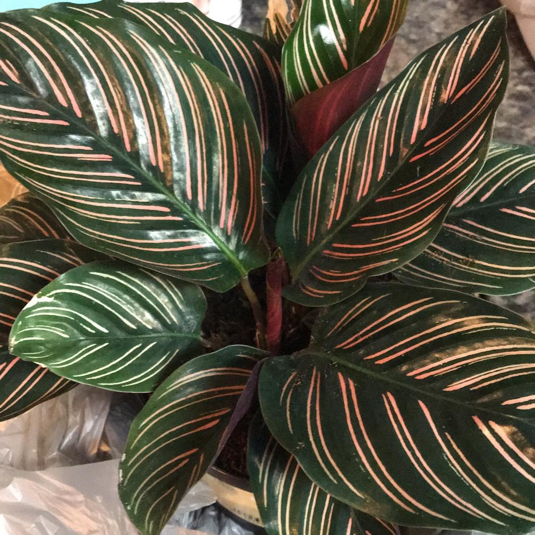 Calathea Ornata - View 5 from www redcrocus com