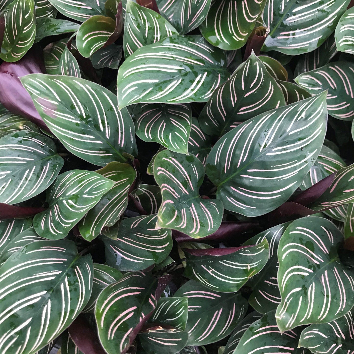 Calathea Ornata - View 6 from www redcrocus com