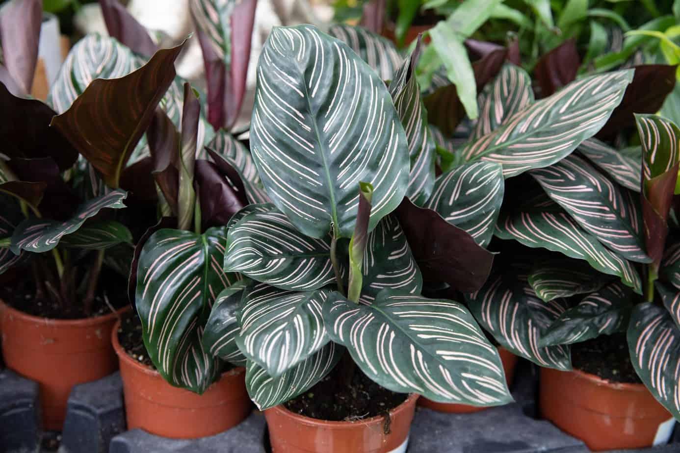 Calathea Ornata - View 8 from www redcrocus com