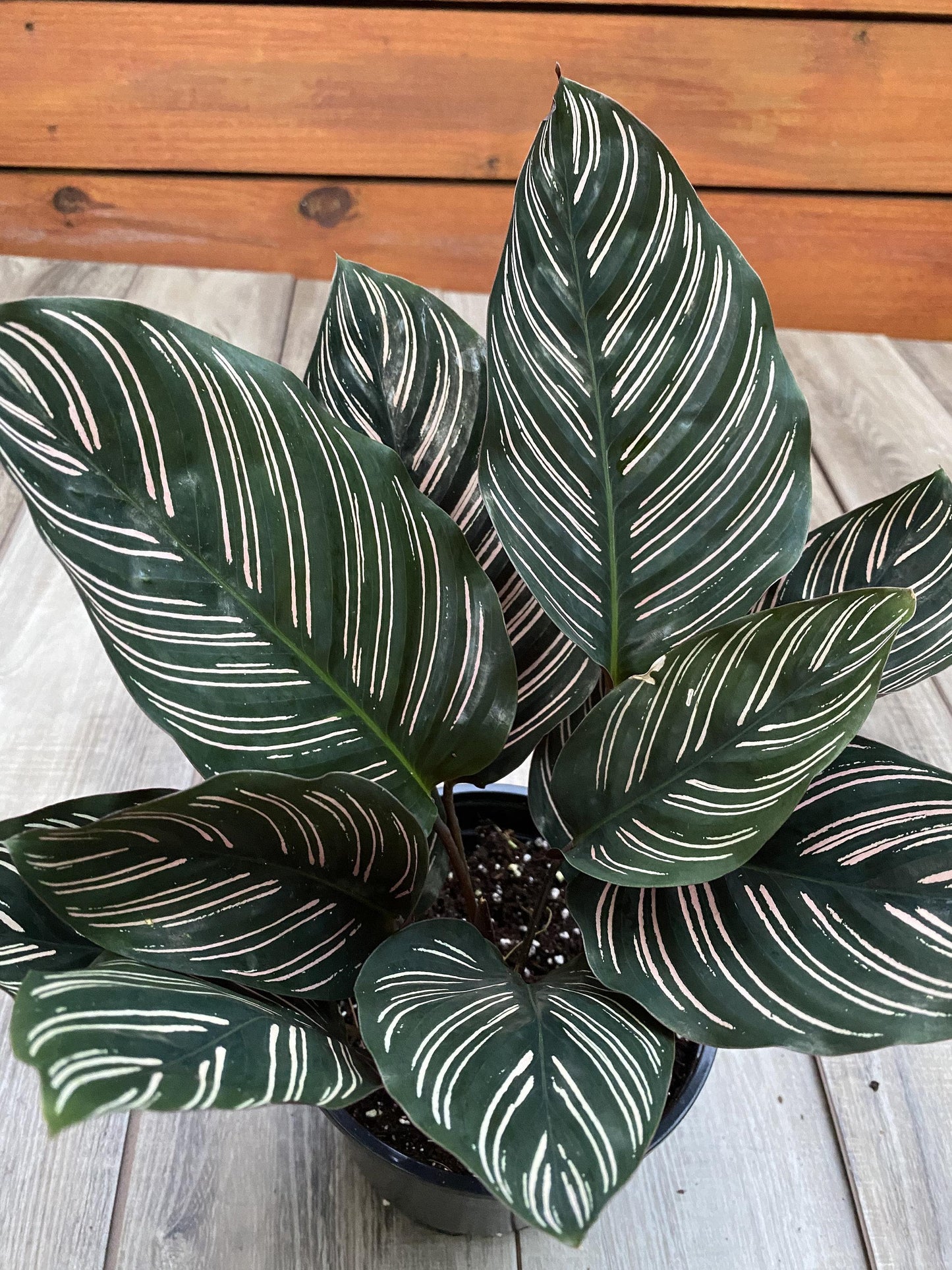 Calathea Ornata - View 9 from www redcrocus com
