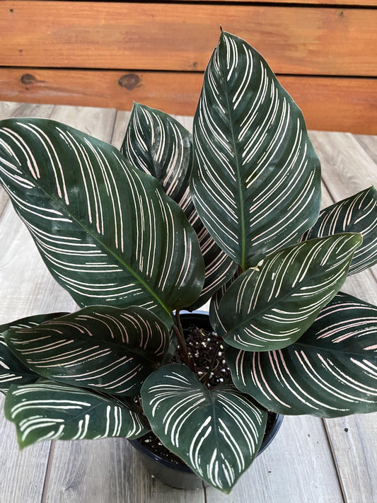 Calathea Ornata - View 9 from www redcrocus com