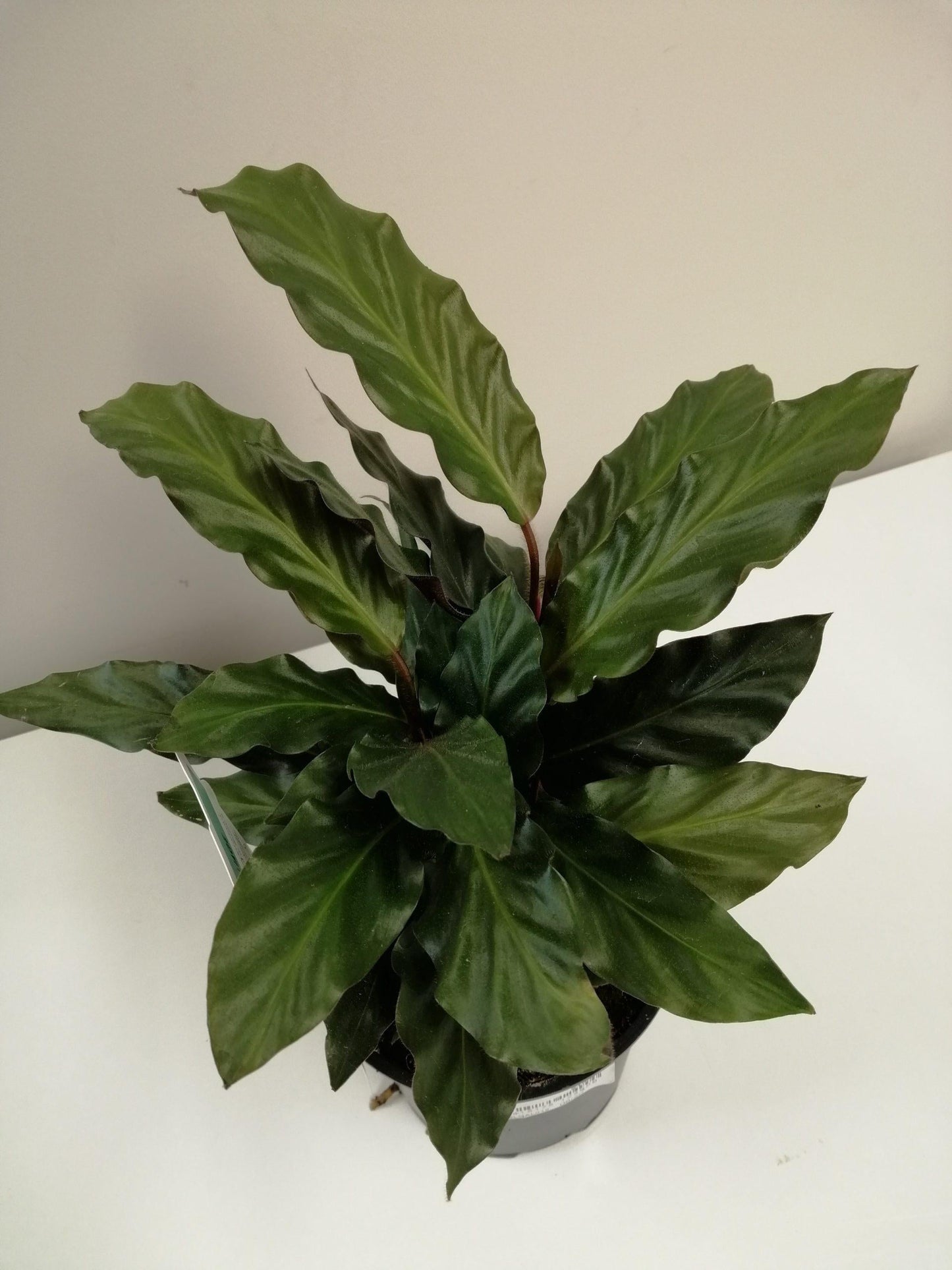 Calathea Rufibarba - View 10 from www redcrocus com