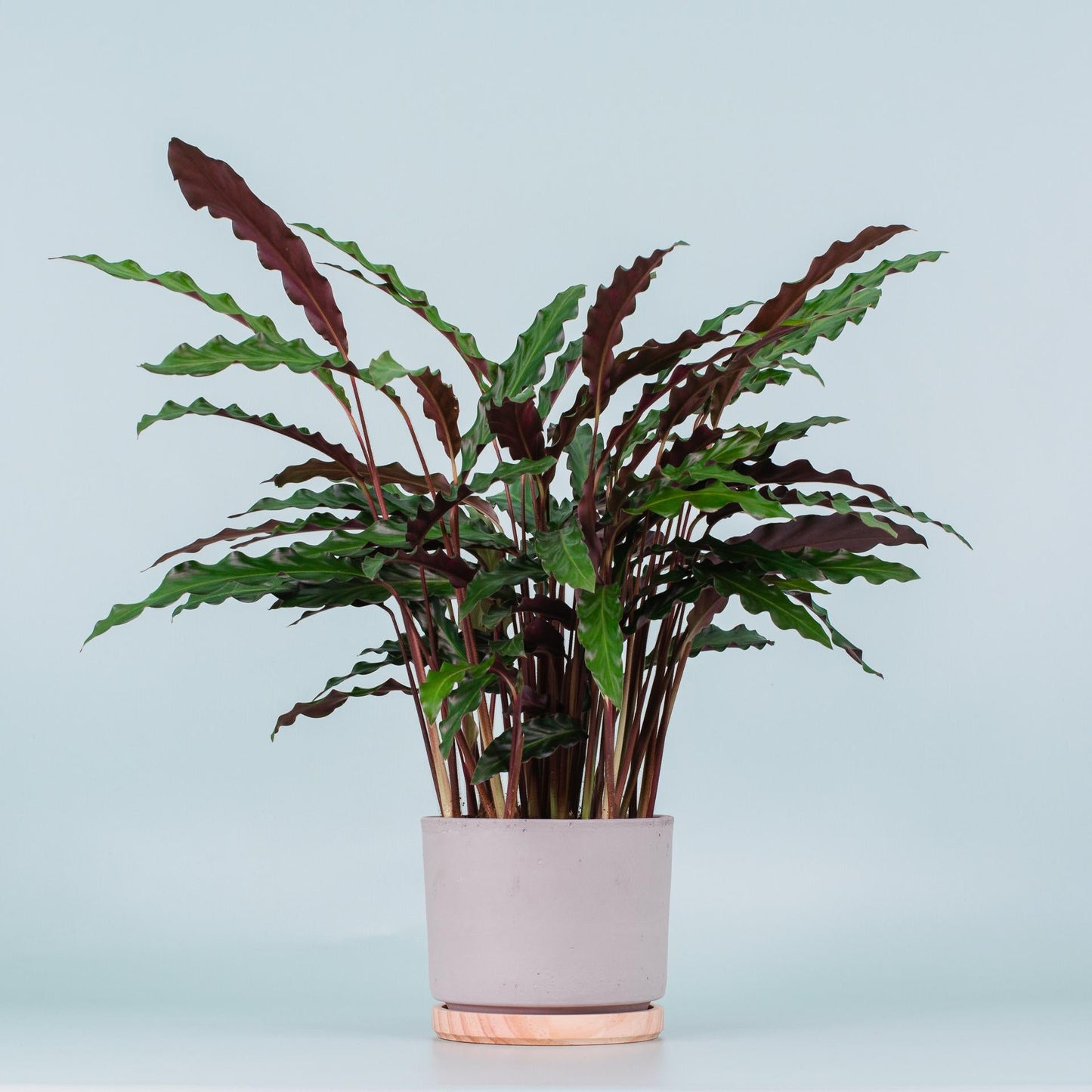 Calathea Rufibarba - View 11 from www redcrocus com