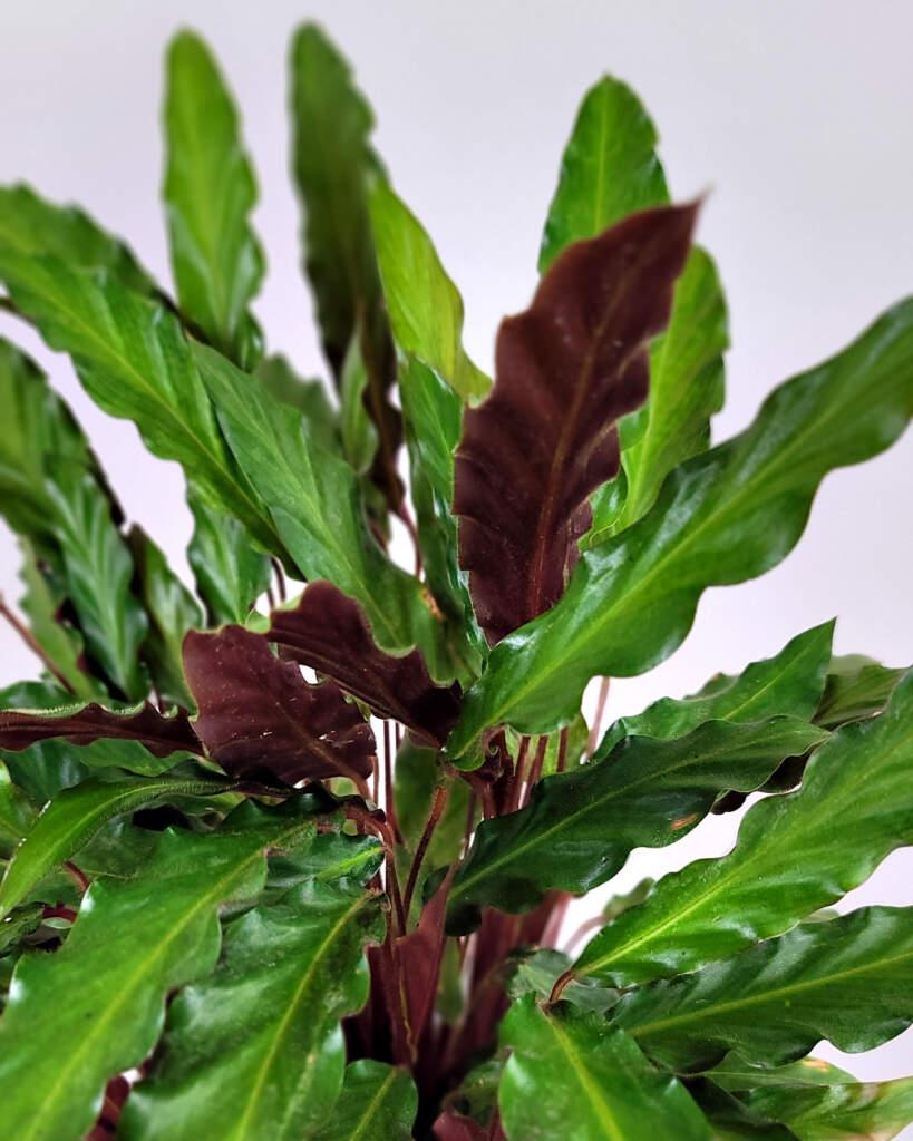 Calathea Rufibarba - View 12 from www redcrocus com