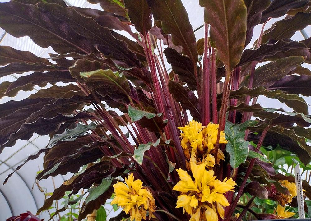 Calathea Rufibarba - View 13 from www redcrocus com