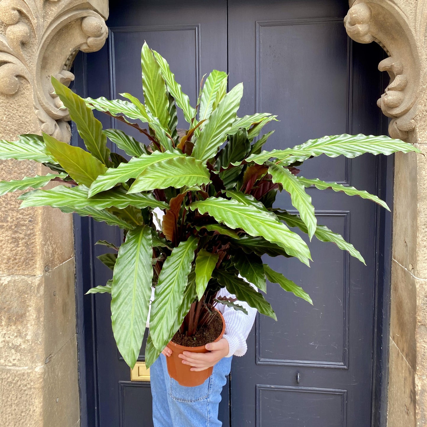 Calathea Rufibarba - View 14 from www redcrocus com