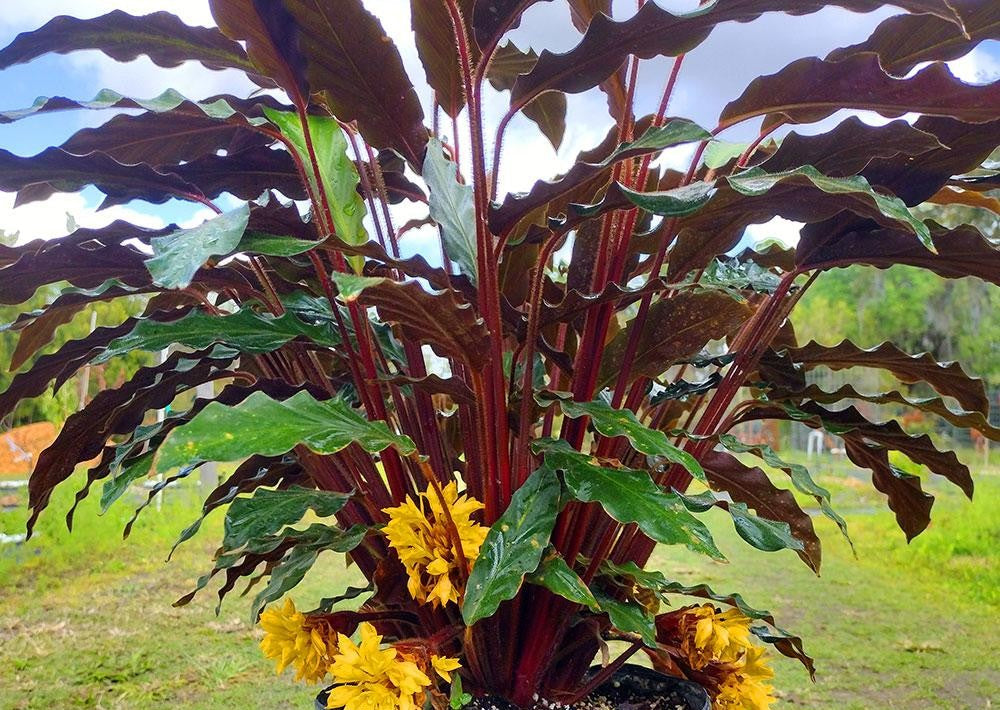 Calathea Rufibarba - View 15 from www redcrocus com