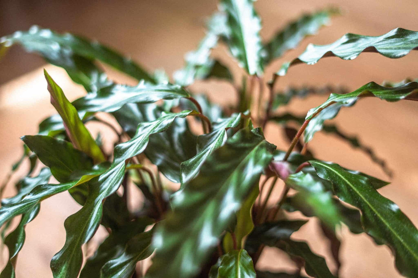Calathea Rufibarba - View 16 from www redcrocus com
