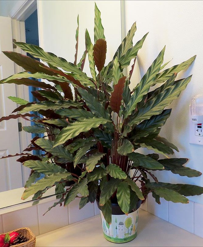 Calathea Rufibarba - View 17 from www redcrocus com