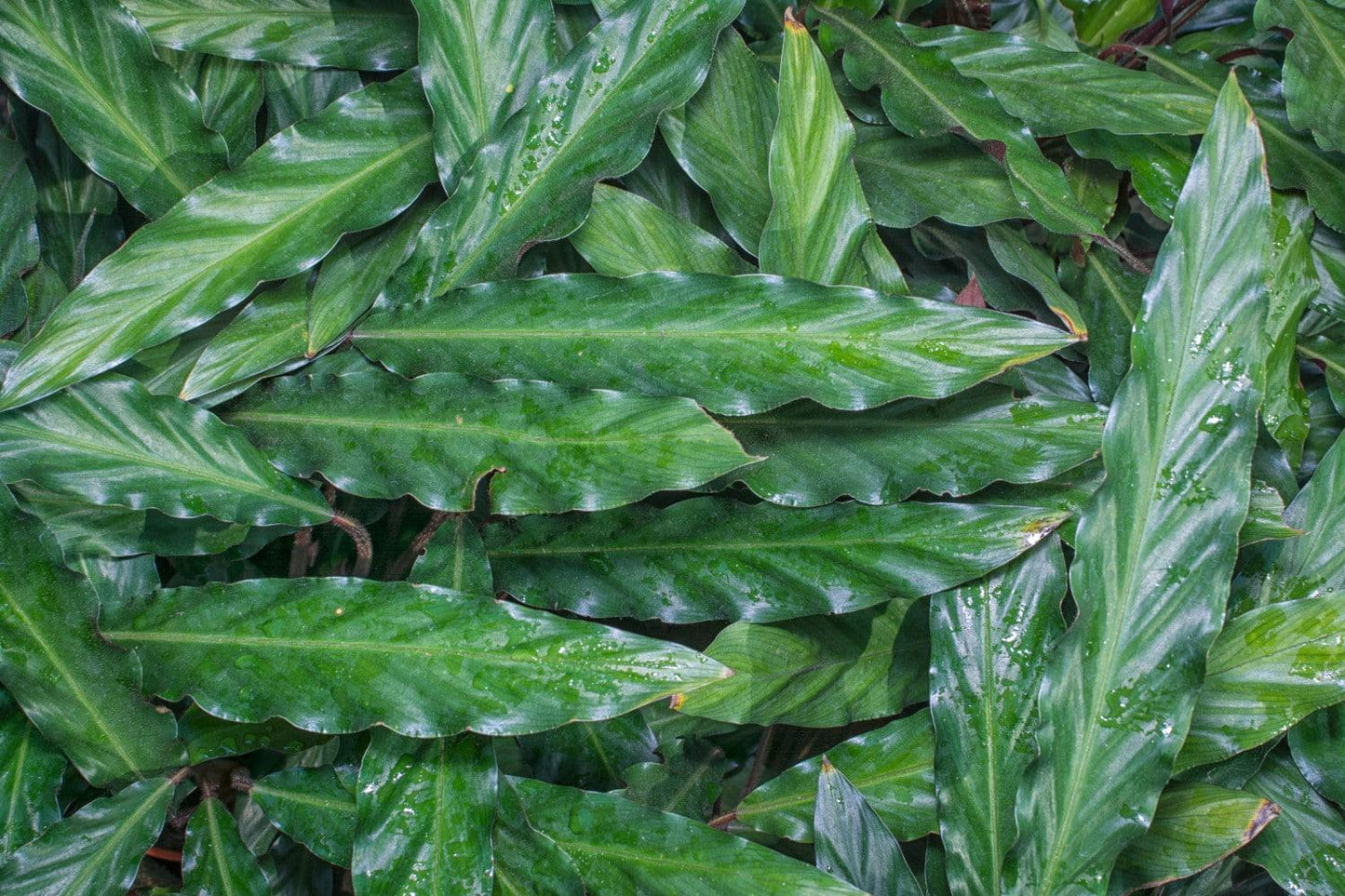 Calathea Rufibarba - View 18 from www redcrocus com