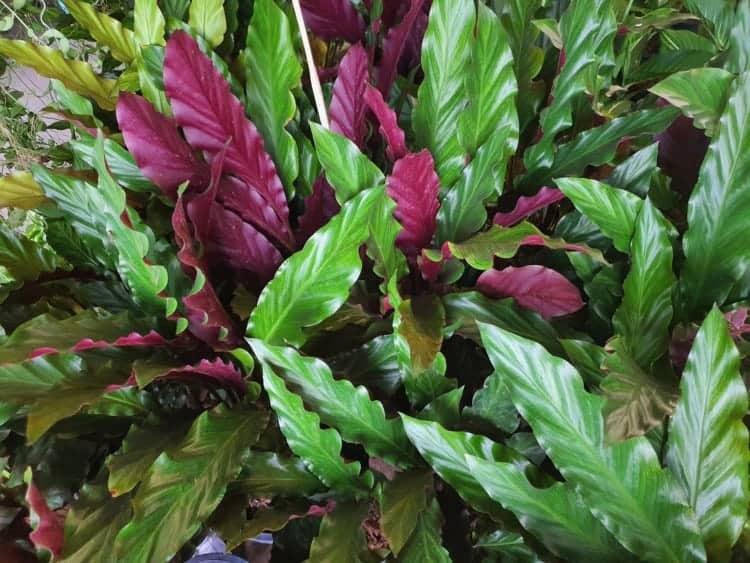 Calathea Rufibarba - View 19 from www redcrocus com