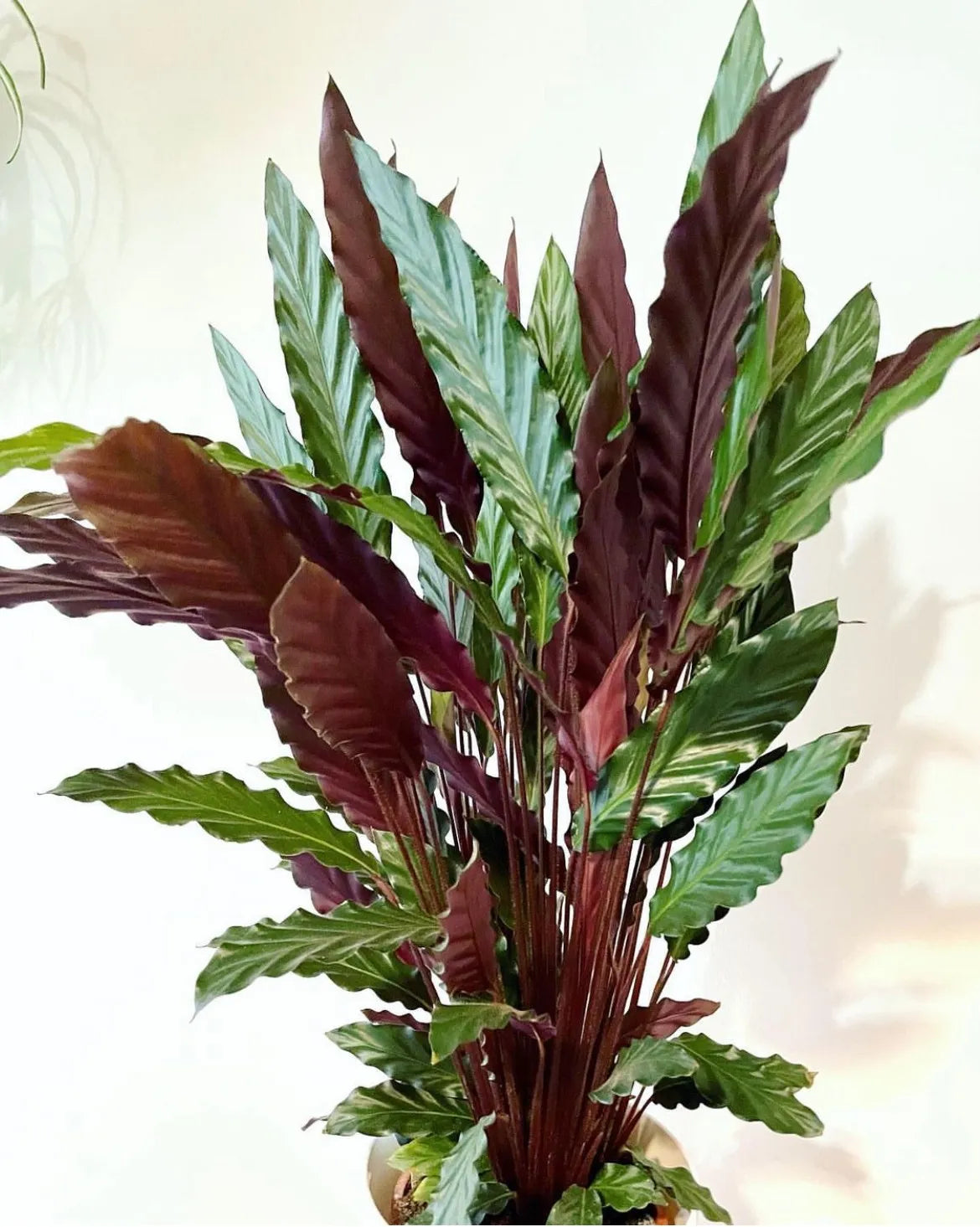 Calathea Rufibarba - View 20 from www redcrocus com