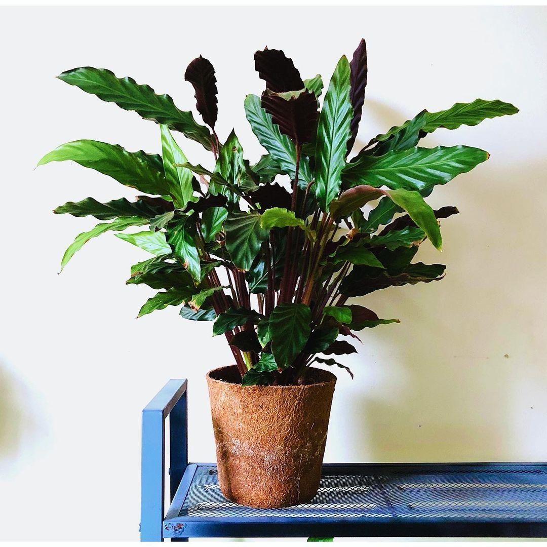 Calathea Rufibarba - View 2 from www redcrocus com