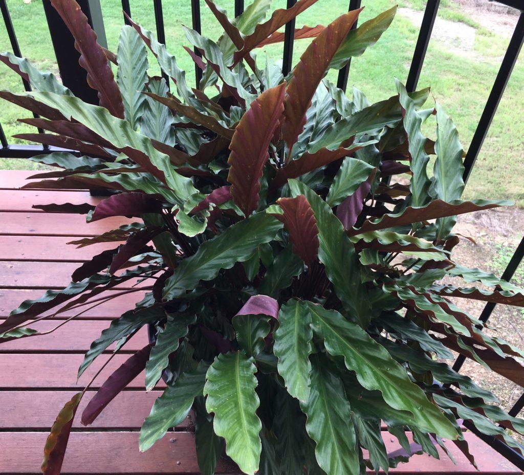 Calathea Rufibarba - View 3 from www redcrocus com