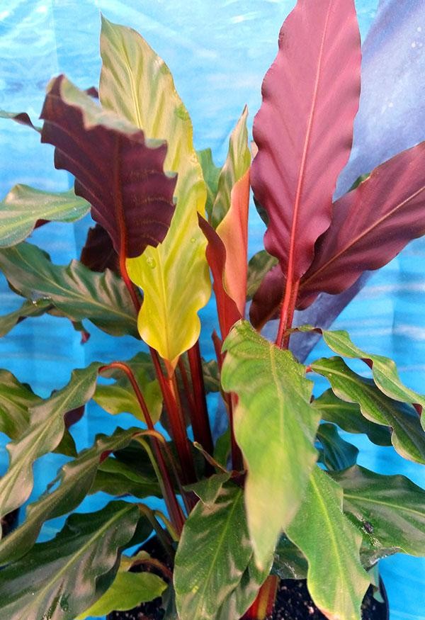 Calathea Rufibarba - View 4 from www redcrocus com