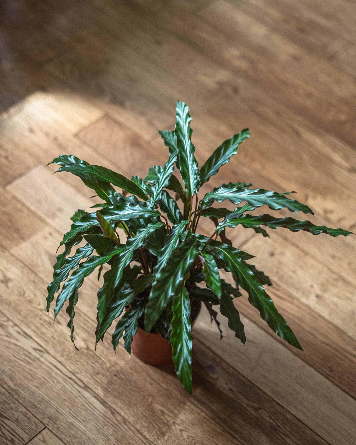 Calathea Rufibarba - View 5 from www redcrocus com