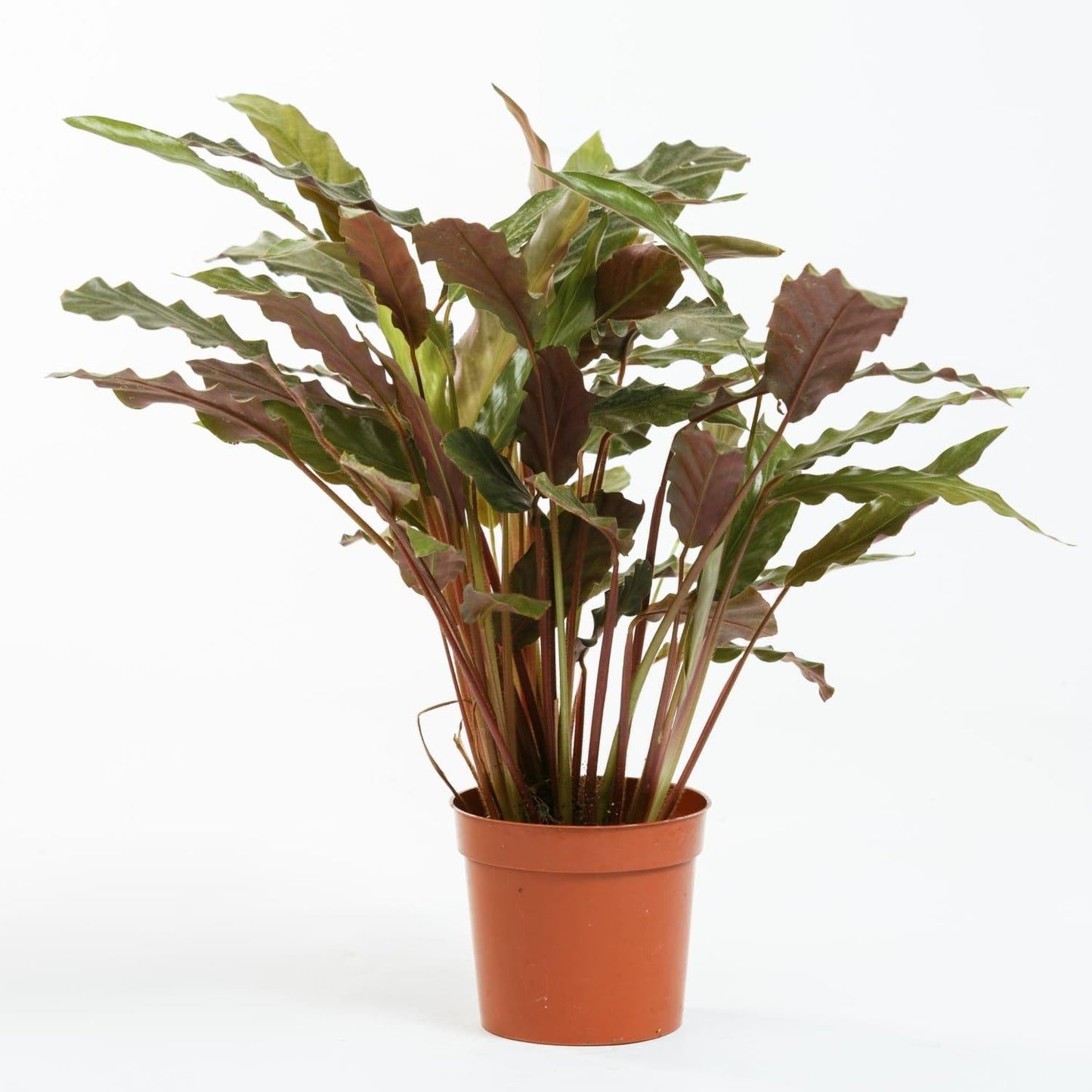 Calathea Rufibarba - View 6 from www redcrocus com