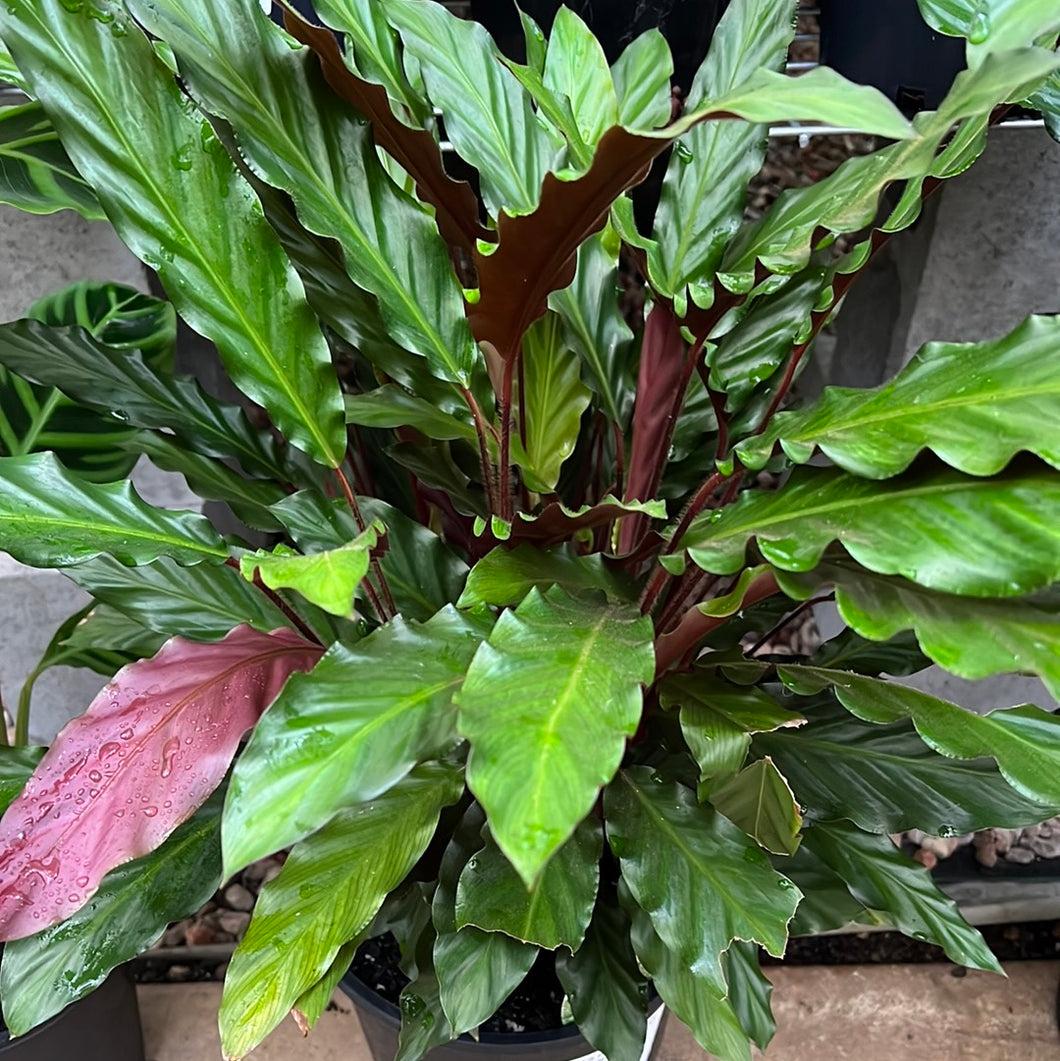 Calathea Rufibarba - View 7 from www redcrocus com