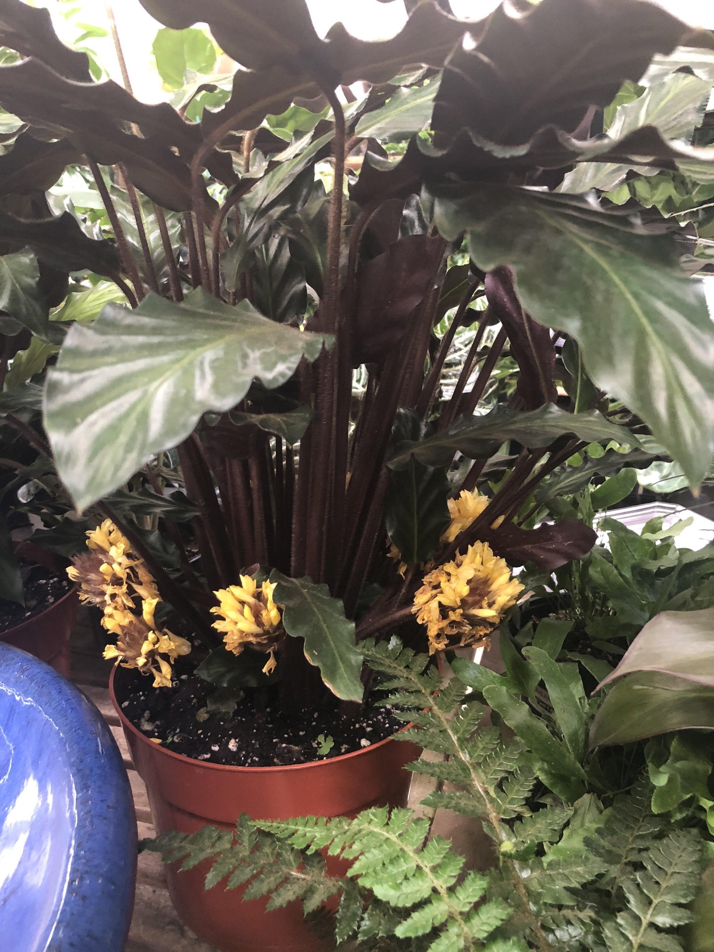 Calathea Rufibarba - View 8 from www redcrocus com