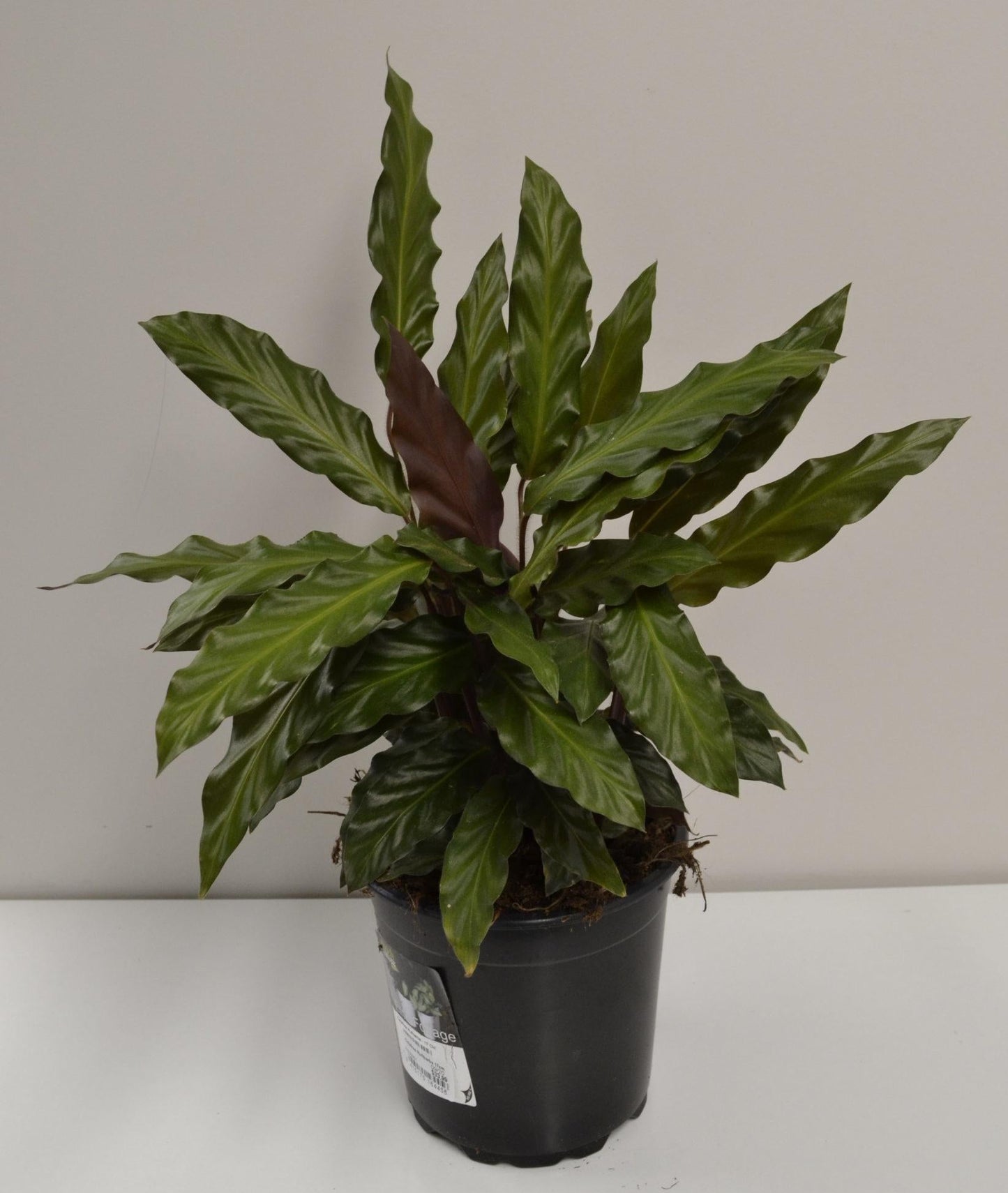 Calathea Rufibarba - View 9 from www redcrocus com