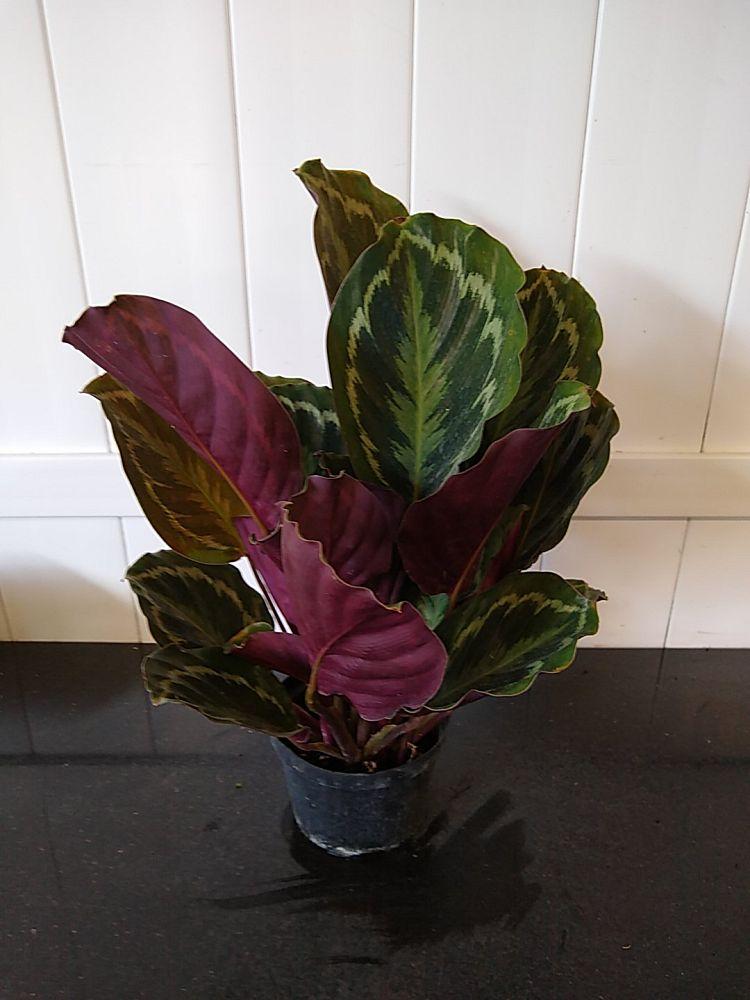 Calathea Medallion - View 18 from www redcrocus com