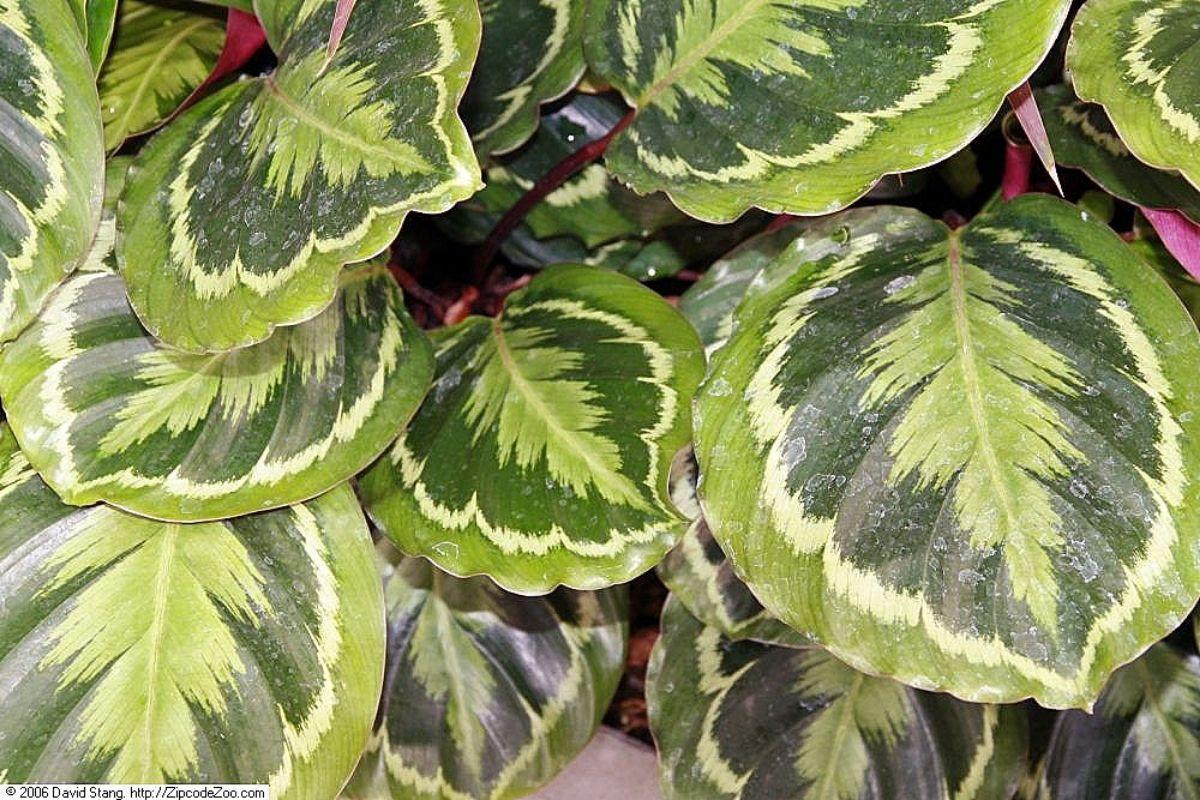 Calathea Medallion - View 21 from www redcrocus com