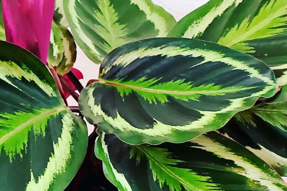 Calathea Medallion - View 2 from www redcrocus com