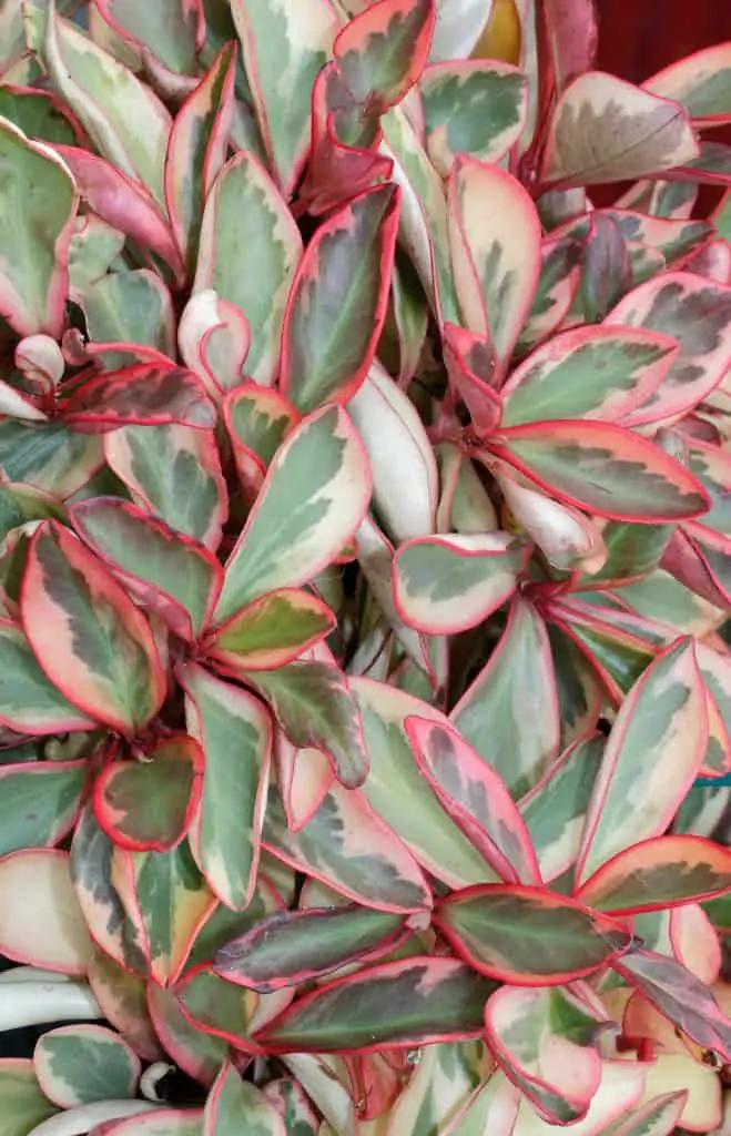 Peperomia Clusiifolia Ginny - View 2 from www redcrocus com