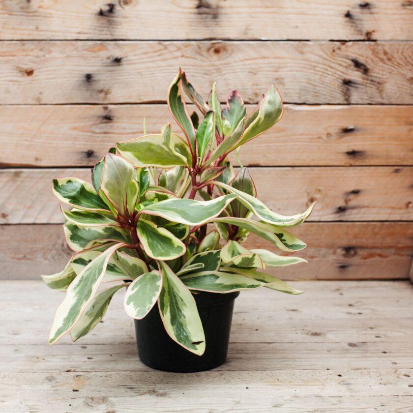 Peperomia Clusiifolia Ginny - View 4 from www redcrocus com