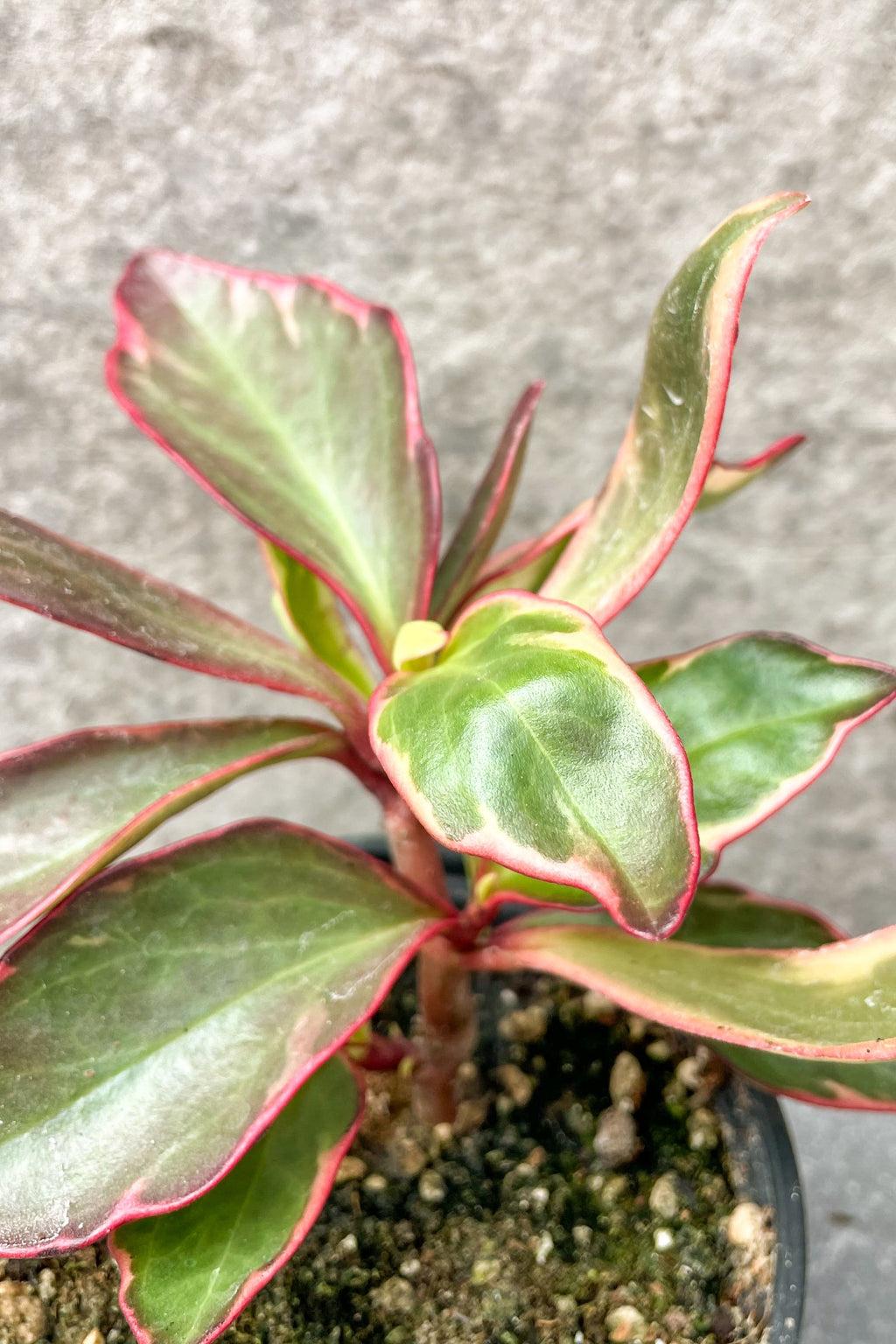 Peperomia Clusiifolia Ginny - View 6 from www redcrocus com