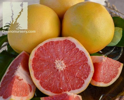 Citrus Grapefruit Assorted Standard - View 11 from www redcrocus com