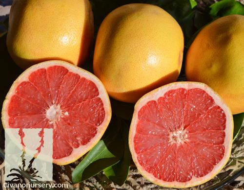 Citrus Grapefruit Assorted Standard - View 13 from www redcrocus com