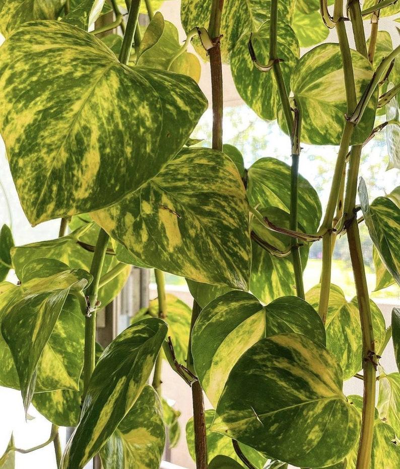 Pothos Epipremnum Hawaiian - View 10 from www redcrocus com