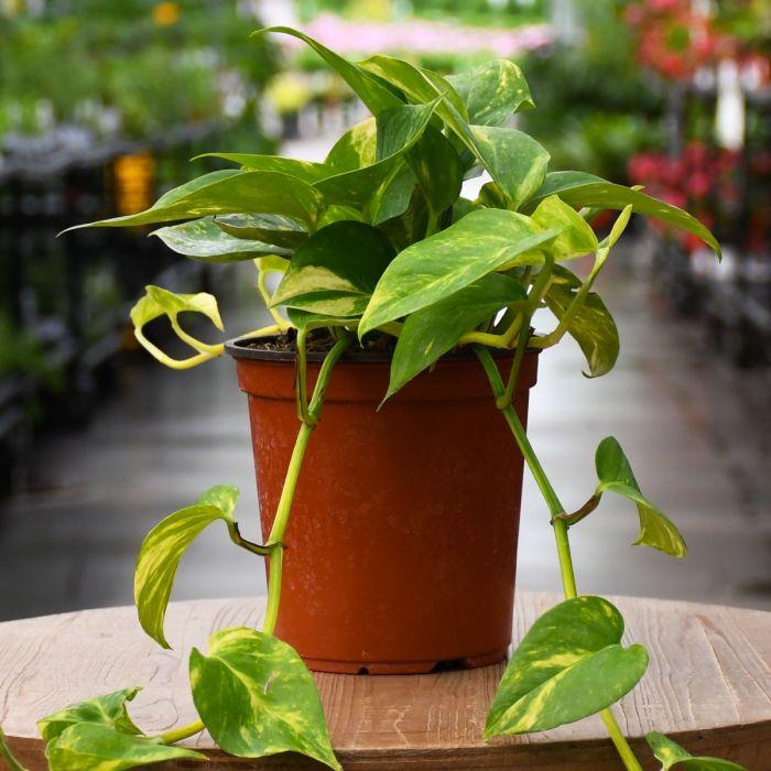 Pothos Epipremnum Hawaiian - View 12 from www redcrocus com