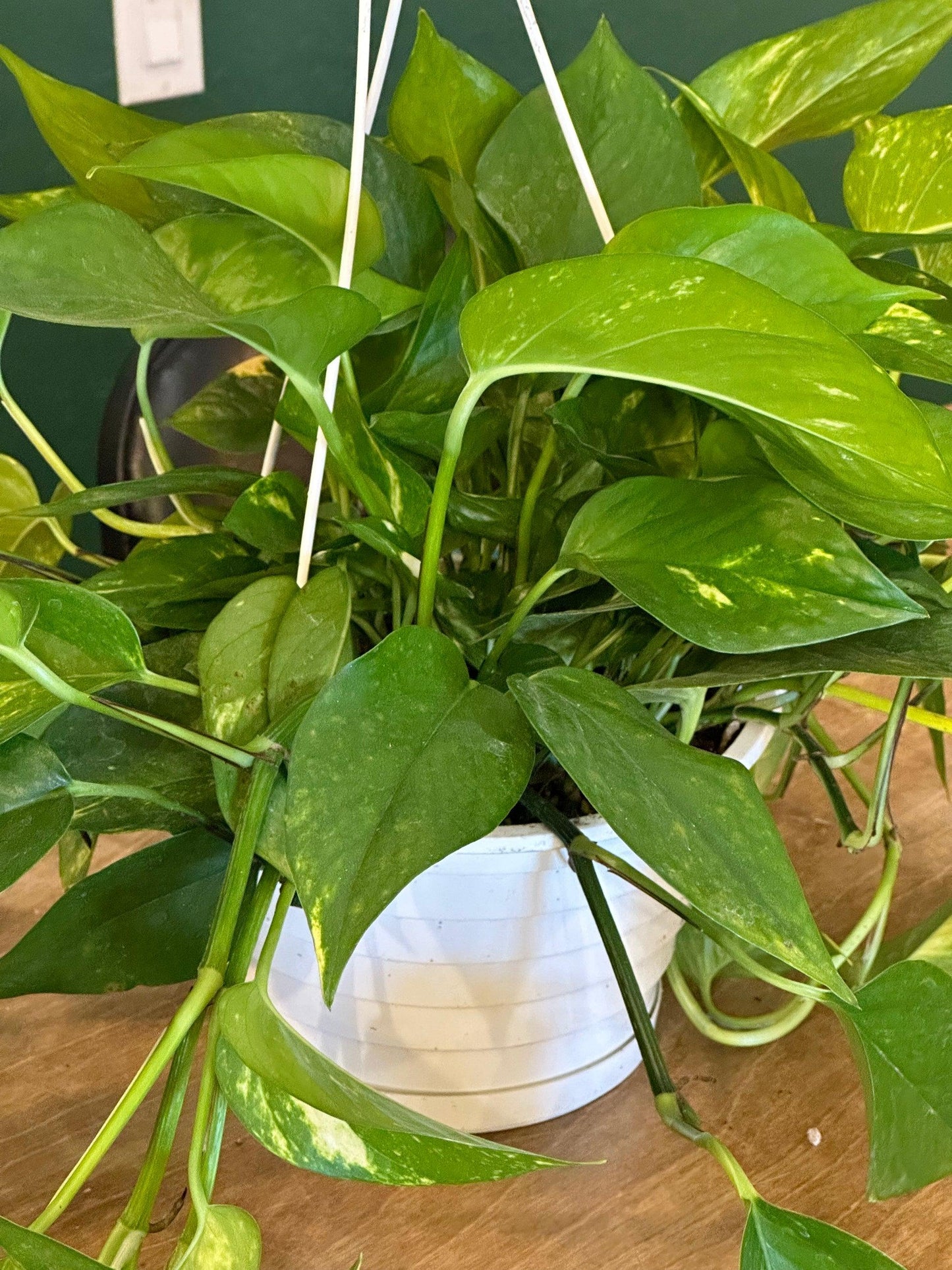 Pothos Epipremnum Hawaiian - View 14 from www redcrocus com