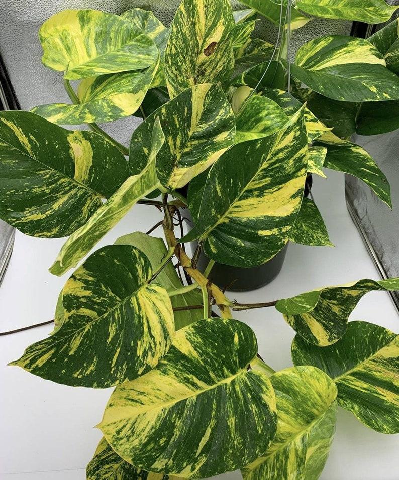 Pothos Epipremnum Hawaiian - View 15 from www redcrocus com