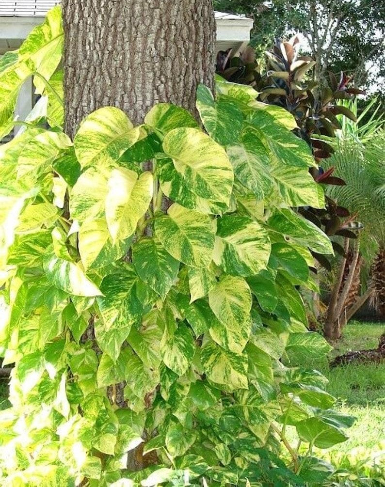 Pothos Epipremnum Hawaiian - View 17 from www redcrocus com