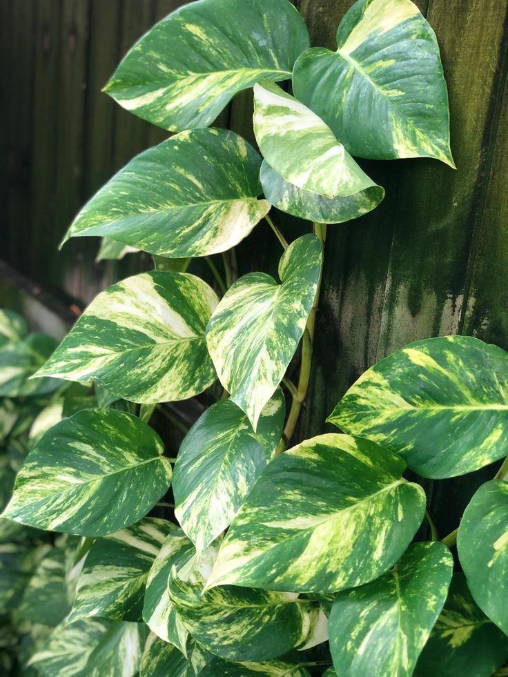 Pothos Epipremnum Hawaiian - View 18 from www redcrocus com