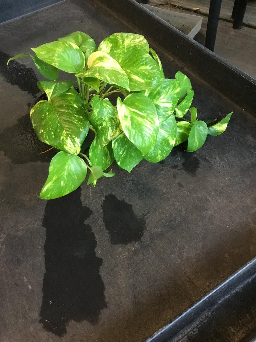 Pothos Epipremnum Hawaiian - View 19 from www redcrocus com