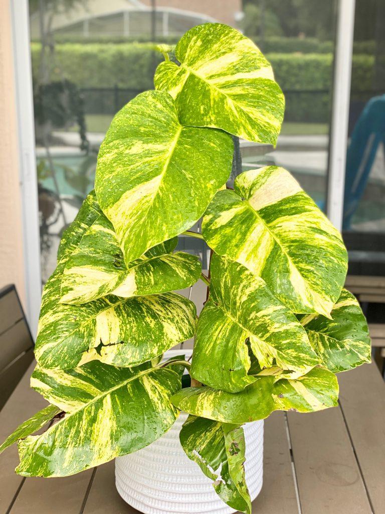 Pothos Epipremnum Hawaiian - View 4 from www redcrocus com