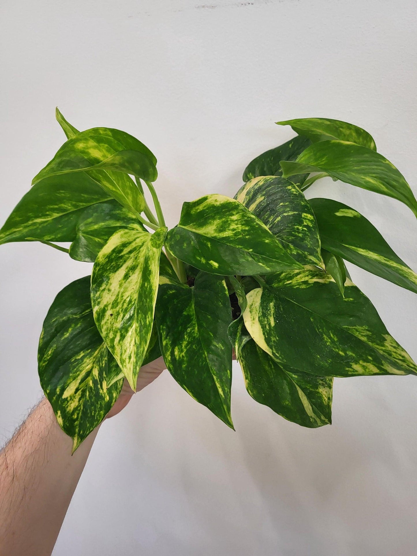 Pothos Epipremnum Hawaiian - View 5 from www redcrocus com