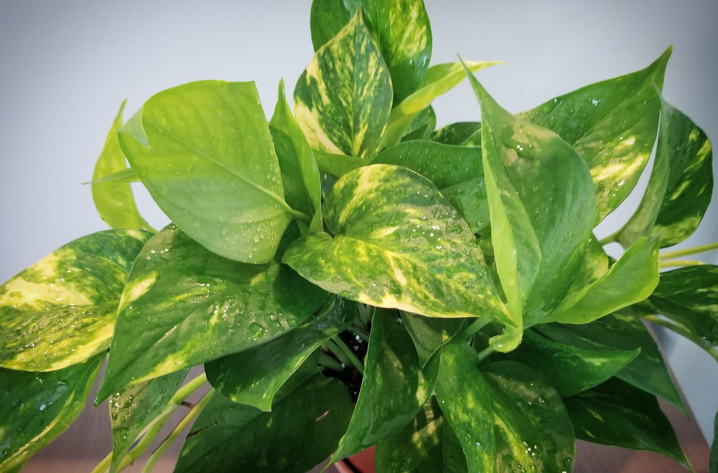 Pothos Epipremnum Hawaiian - View 8 from www redcrocus com