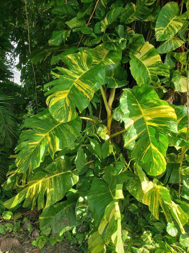 Pothos Epipremnum Hawaiian - View 9 from www redcrocus com
