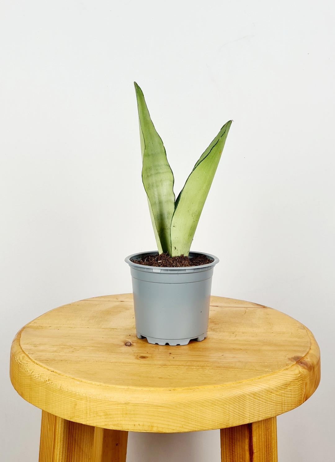 Sansevieria Trifasciata Moonshine - View 11 from www redcrocus com
