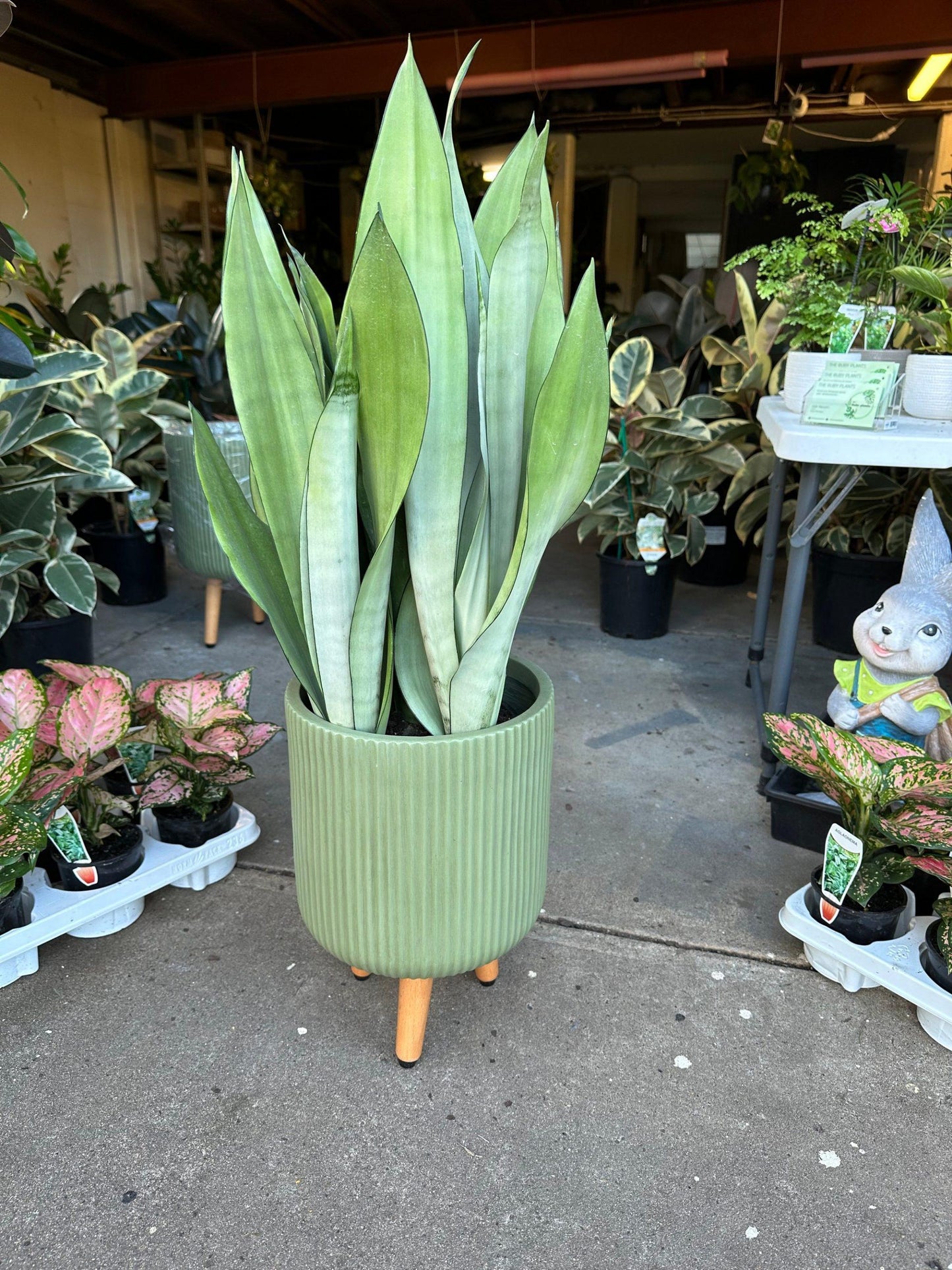 Sansevieria Trifasciata Moonshine - View 2 from www redcrocus com