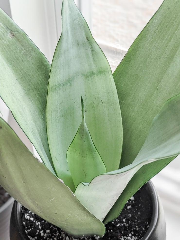Sansevieria Trifasciata Moonshine - View 3 from www redcrocus com