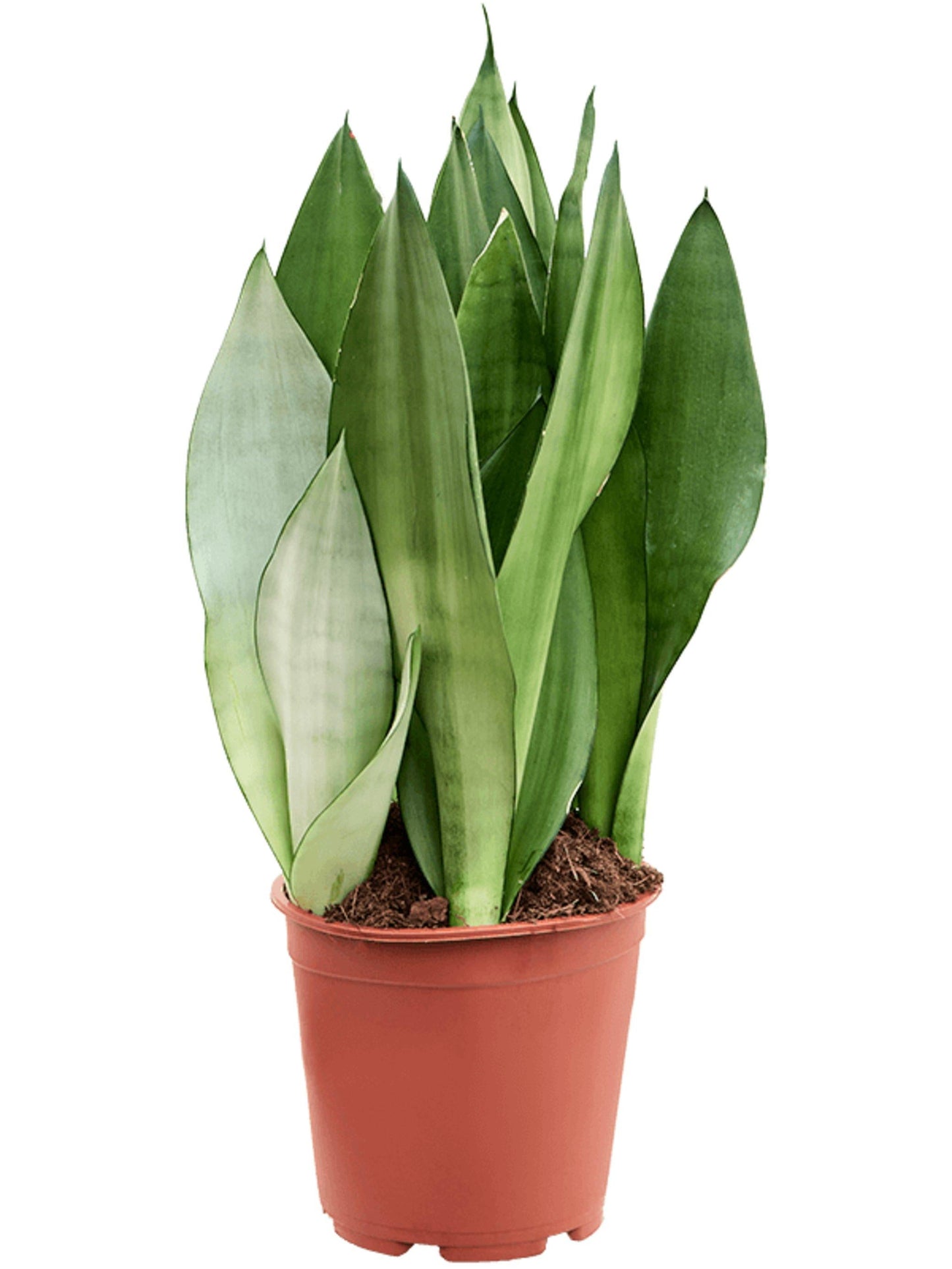 Sansevieria Trifasciata Moonshine - View 4 from www redcrocus com