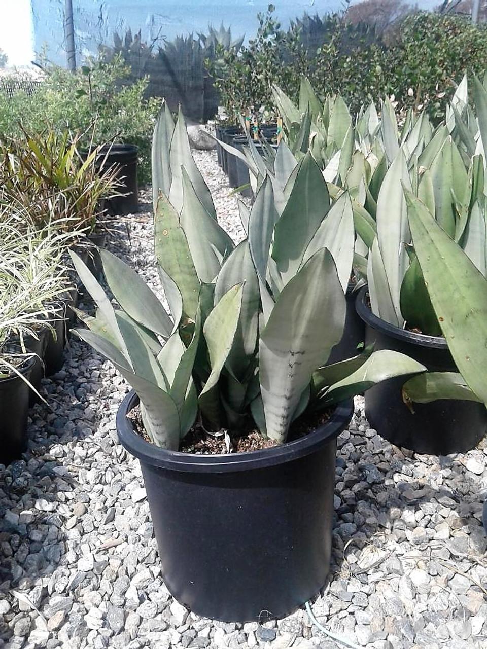Sansevieria Trifasciata Moonshine - View 5 from www redcrocus com